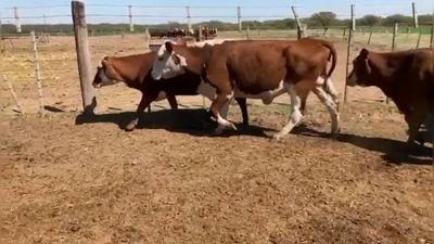 Lote 30 Vacas Braford en Felicia, Santa Fe