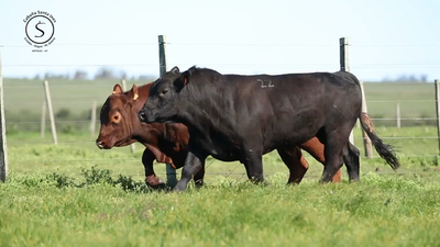 Lote 2 Toros, Artigas