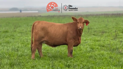 Lote Lote 9