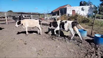 Lote 3 Terneros 180kg - , San José