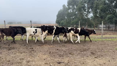 Lote TERNEROS