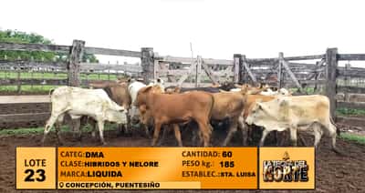 Lote Lote 23