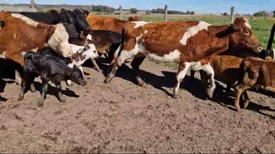 Lote 80 Piezas de cría Hereford,  Angus y Cruzas en Ruta 3 km 75