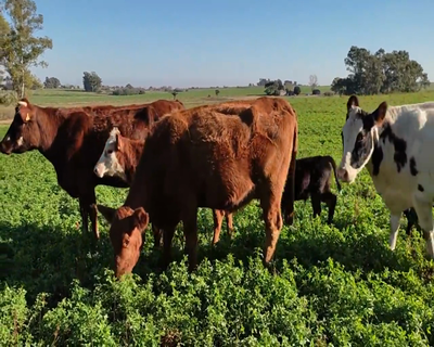 Lote (Vendido)6 Piezas de cría 1 RA,  1 HO X NO Y 1 RA X NO 400kg - , Colonia