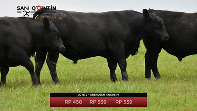 Lote Aberdeen Angus PI