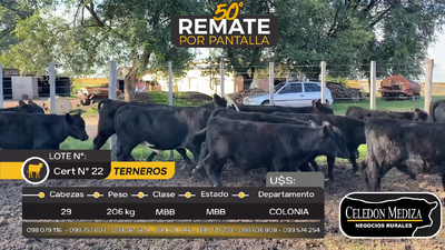 Lote 29 Terneros en Agraciada, Colonia