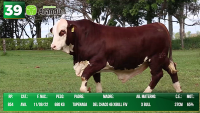 Lote LOTE 39