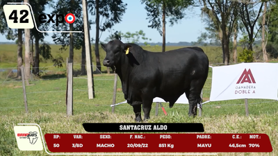 Lote LOTE 42