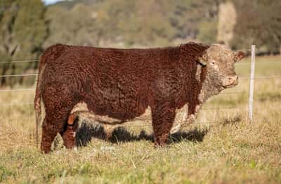Lote Toro PP