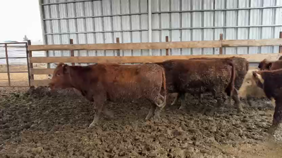 Lote 20 Vaquilla Gorda en Los Ángeles, VIII Región Biobío