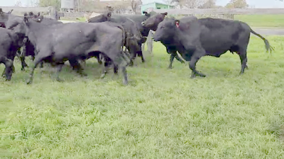  23 Vacas de invernar en Villaguay, Entre Ríos