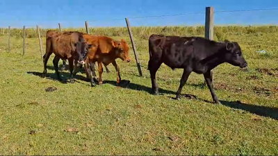 Lote 6 Terneros 3 JE,  3 AAxHO 160kg -  en CAINSA