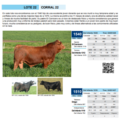 Lote Corral 22