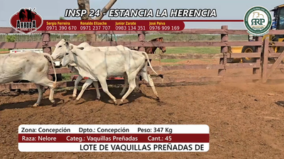 Lote Insp 24