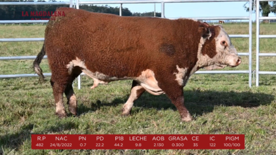 Lote 4 - POLLED HEREFORD PI