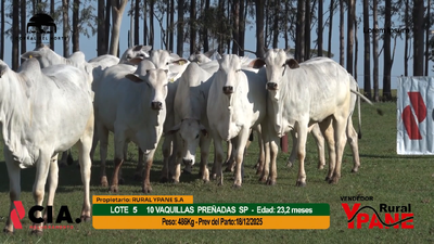 Lote 