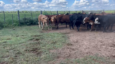Lote 45 Novillitos en Juan José Castelli, Chaco