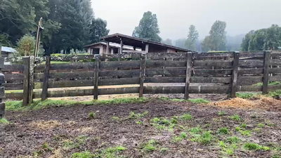 Lote 23 Novillo Engorda, Pucón, IX Región Araucanía