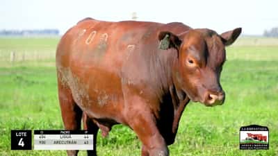Lote 2 Toros Red Angus, Durazno