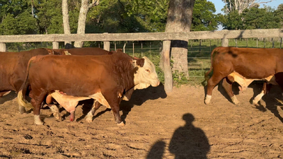 Lote 13 Toros