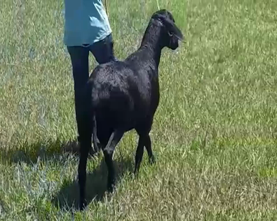 Lote Macho PP en Quiindy