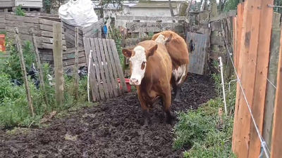 Lote 2 Vacas preñadas en VALDENSE SAUCE