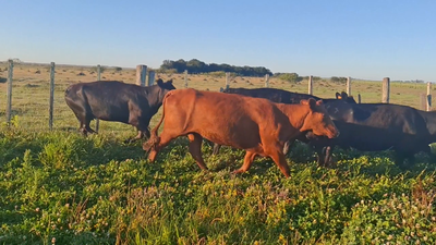 Lote 52 Piezas de cría en Treinta y Tres