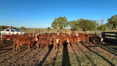 Lote 70 Terneras