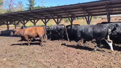 Lote 20 Vaquilla Gorda en Los Ángeles, VIII Región Biobío