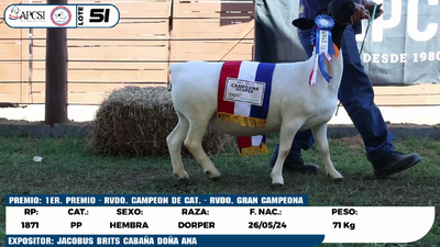 Lote LOTE 51