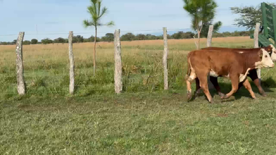Lote 70 Terneros/as en Corrientes, Bonpland