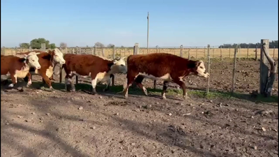 Lote VACAS DE INVERNADA