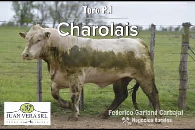 Lote TOROS POLLED CHAROLAIS PI 2 AÑOS