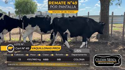 Lote 13 Vaquillonas Proximas en Artilleros, Colonia