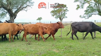 Lote Lote 22