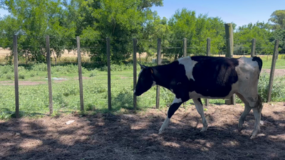 Lote NOVILLOS 1 a 2 AÑOS