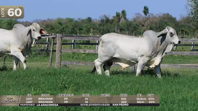 Lote LOTE 60