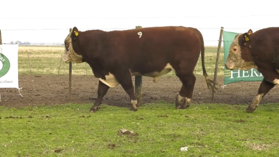 Lote Cabaña Las Nazarenas - Toros Polled Hereford Puros Registrados