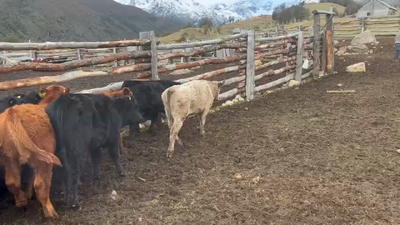 Lote 18 Ternero en Chile Chico, XI Región Aysén