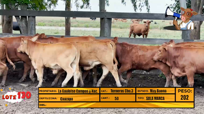 Lote LOTE 130