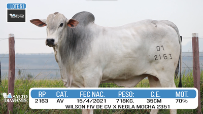 Lote LOTE 51