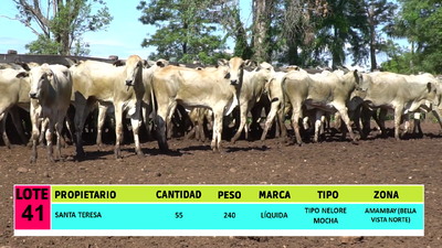 Lote LOTE 41 - 55 VAQUILLAS CBO 1