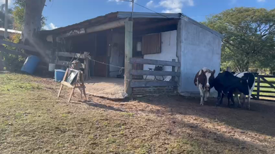 Lote 3 Vaca CRUZA HOLANDO 502kg -  en ARENITAS