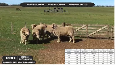 Lote Brete 2