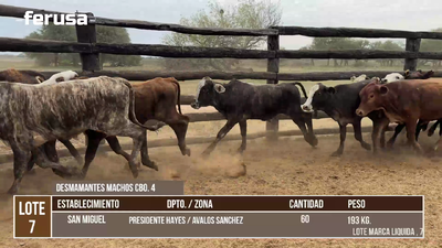 Lote LOTE 7