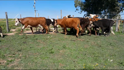 Lote (Vendido)11 Novillos 2 a 3 años 4 AA x NO Y CRUZAS CARNICERAS 322kg -  en RUTA 3 KM 605. CALPICA