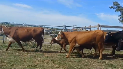 Lote PIEZAS DE CRIA