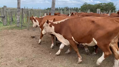 Lote 26 Vacas de Invernada en Tupambaé, Cerro Largo