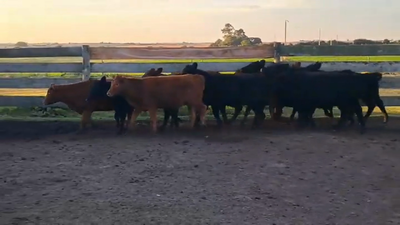 Lote TERNERAS