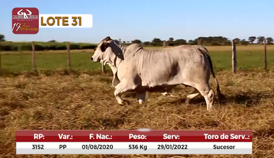 Lote Reproductores de Alborada - Lote 31